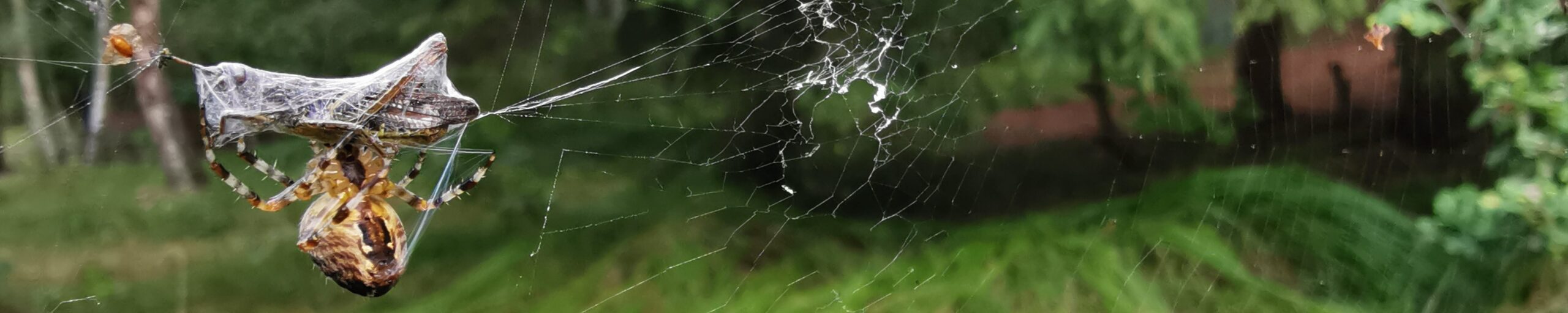 Korsedderkop med byttedyr - Mette Ósland Pedersen