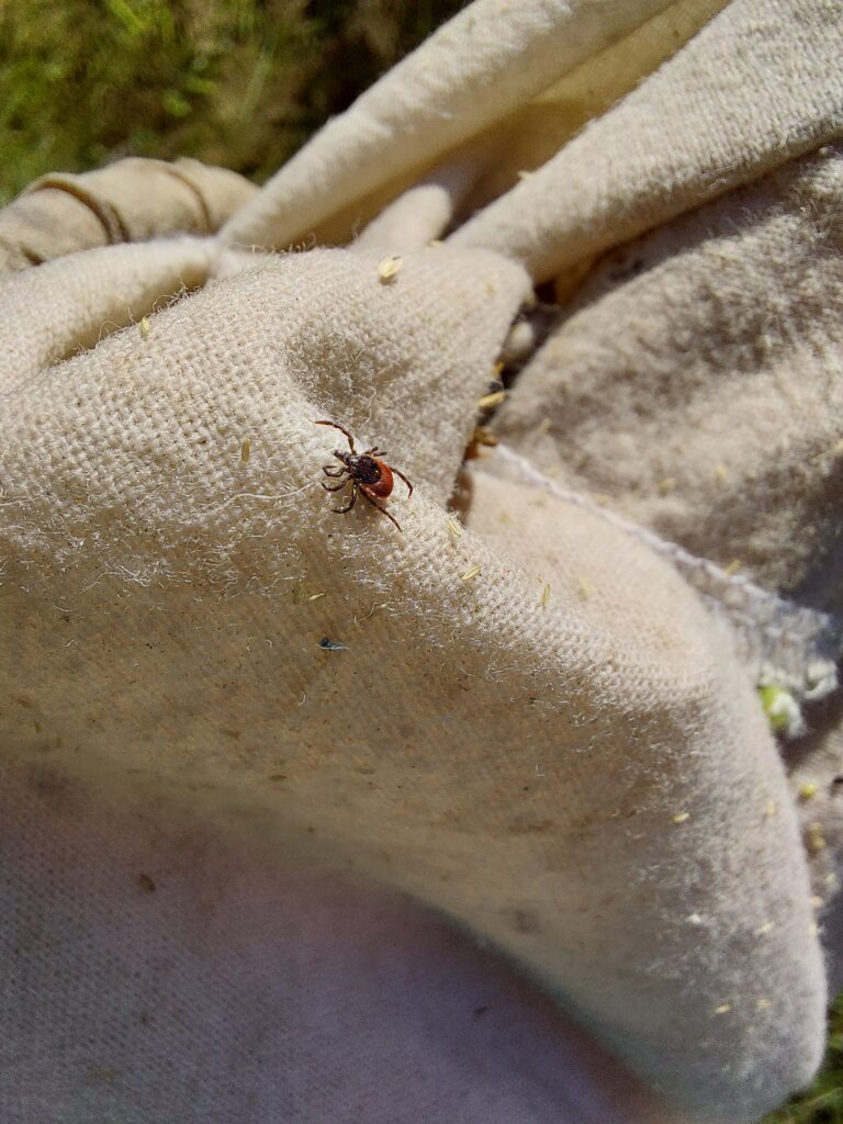skovflåt (Ixodes ricinus)