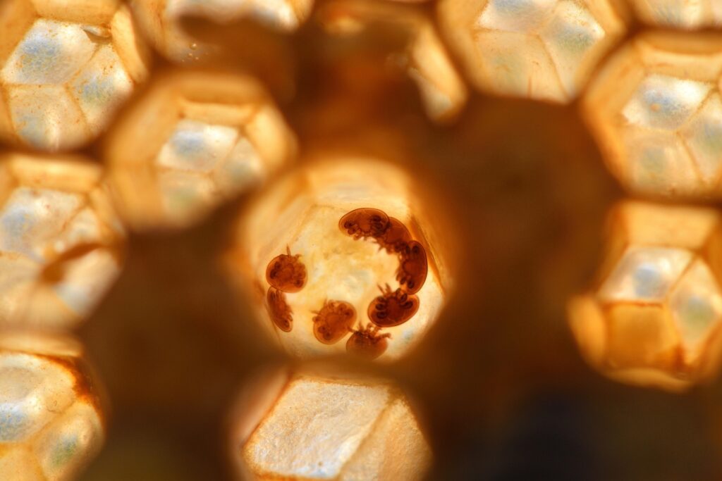 varroa mider